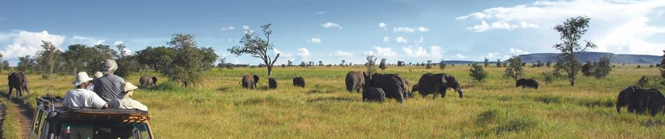 Elephants